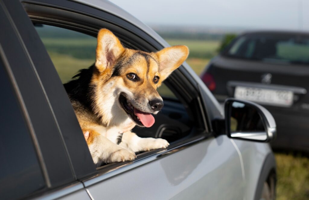 Bezmyślne porzucenie psa w samochodzie w upalny dzień może prowadzić do konsekwencji prawnych