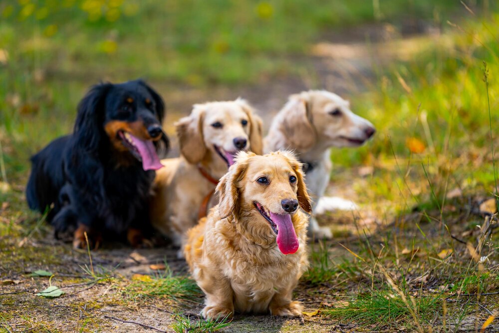 Gala podsumowująca projekt „Pomóż! Uratuj Psiaka!” w Jastrzębiu-Zdroju